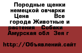 Породные щенки немецкой овчарки › Цена ­ 24 000 - Все города Животные и растения » Собаки   . Амурская обл.,Зея г.